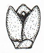 Male Non-staminate Flower